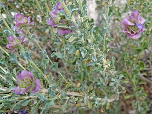 Salvia dorrii (Dorr's Sage) (alternate view 2)