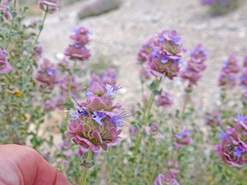 Salvia dorrii (Dorr's Sage) (alternate view 3)