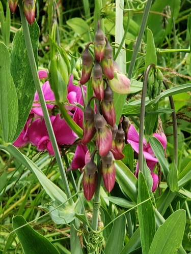 Lathyrus latifolius (broad-leaved sweet pea)