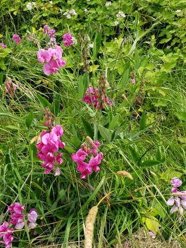 Lathyrus latifolius (broad-leaved sweet pea)