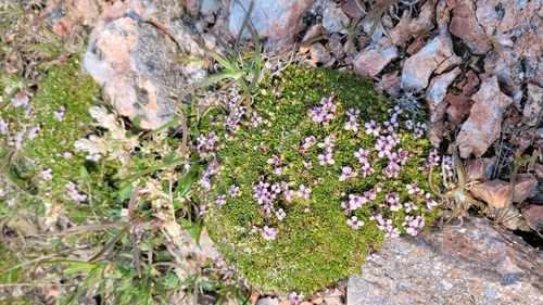 Silene acaulis (Moss Campion)