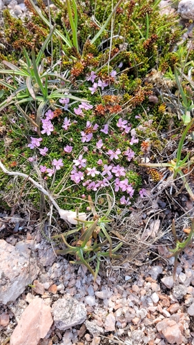 Silene acaulis (Moss Campion)