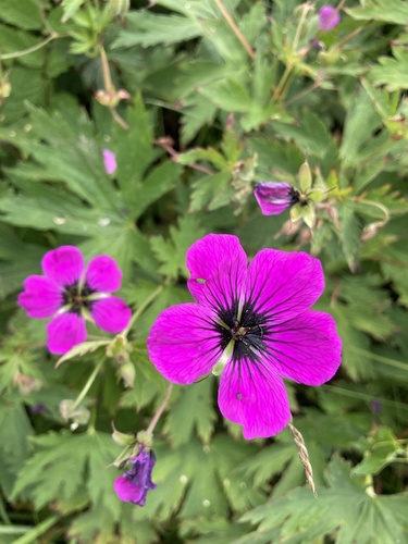 Geranium psilostemon (magenta cranesbill) (alternate view 6)