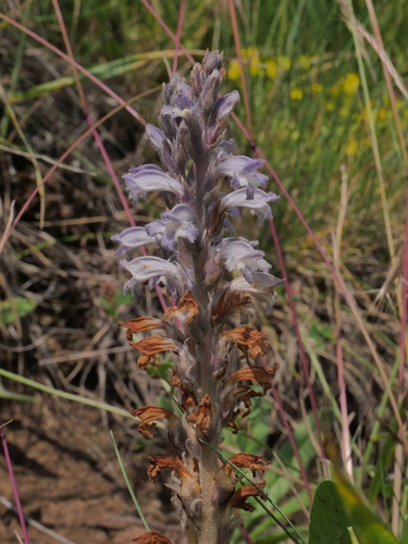 Phelipanche (alternate view 4)