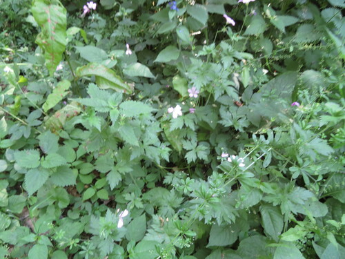 Geranium endressii (French Crane's-bill)