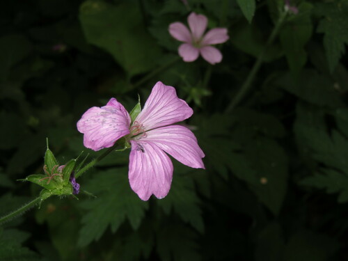 Geranium endressii (French Crane's-bill)