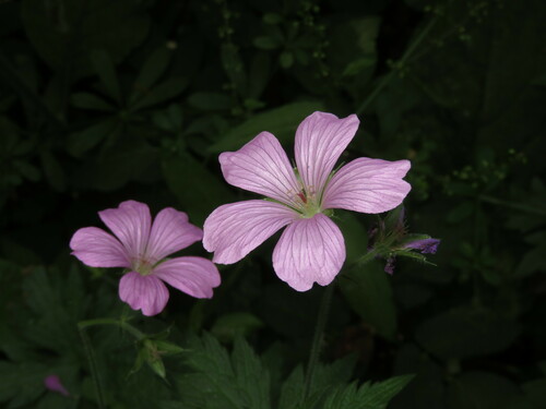 Geranium endressii (French Crane's-bill)