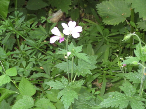 Geranium endressii (French Crane's-bill)