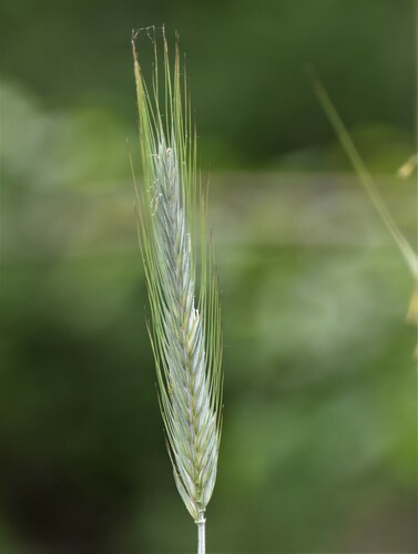 Hordeum brachyantherum (Meadow Barley) (alternate view 2)