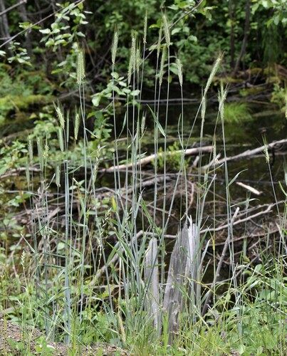 Hordeum brachyantherum (Meadow Barley) (alternate view 3)