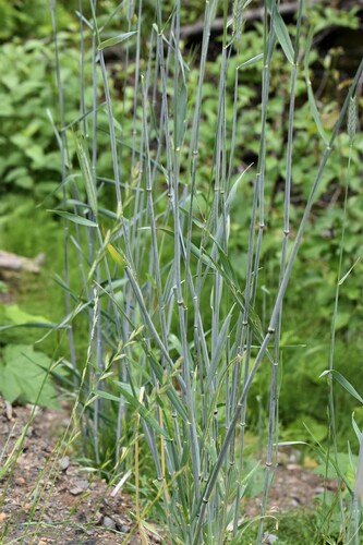 Hordeum brachyantherum (Meadow Barley) (alternate view 4)