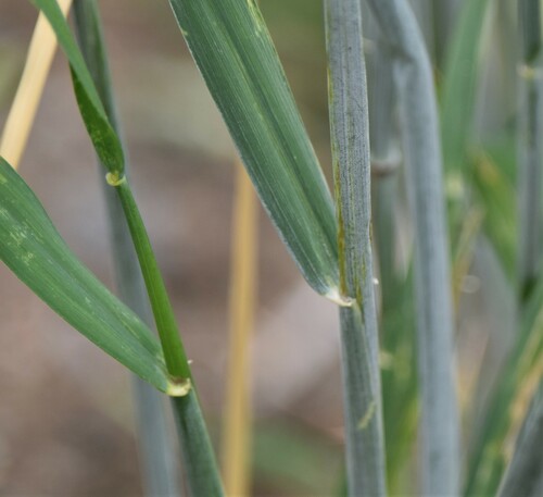 Hordeum brachyantherum (Meadow Barley) (alternate view 5)