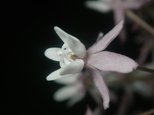 Asclepias quadrifolia (four-leaved milkweed) (alternate view 6)