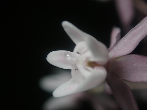 Asclepias quadrifolia (four-leaved milkweed) (alternate view 7)