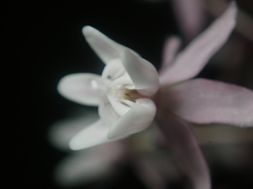 Asclepias quadrifolia (four-leaved milkweed) (alternate view 8)