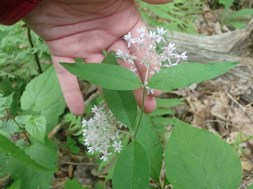 Asclepias quadrifolia (four-leaved milkweed) (alternate view 9)