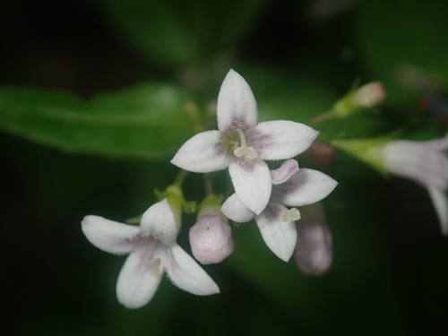 Houstonia purpurea (summer bluet) (alternate view 8)