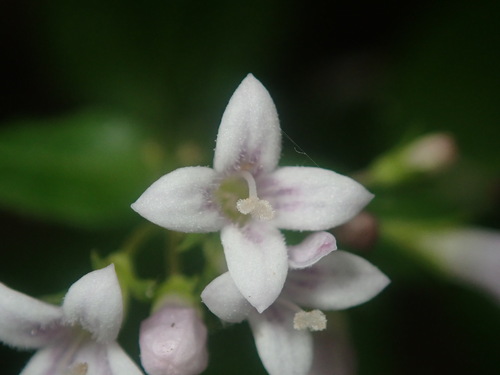 Houstonia purpurea (summer bluet) (alternate view 7)