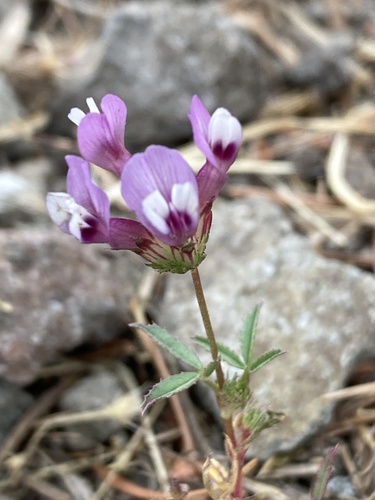 Trifolium willdenovii (tomcat clover) (alternate view 5)