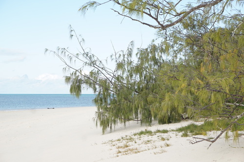 Casuarina (she-oaks) (alternate view 3)
