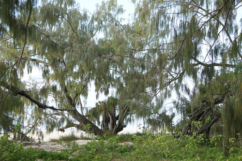 Casuarina (she-oaks) (alternate view 4)