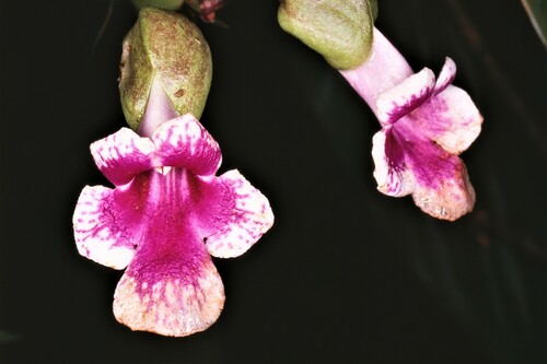 Thunbergia (Clockvines) (alternate view 5)