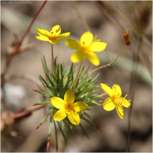 Leptosiphon parviflorus (variable linanthus) (alternate view 7)