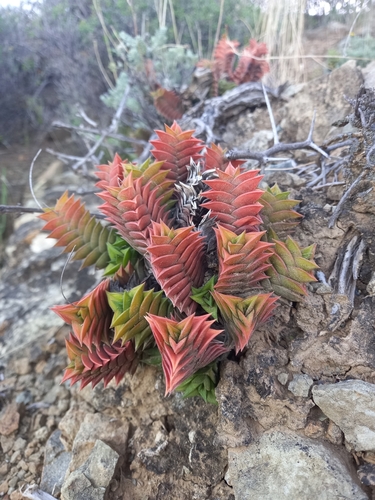 Haworthiopsis (Sixsided Haworthias) (alternate view 10)