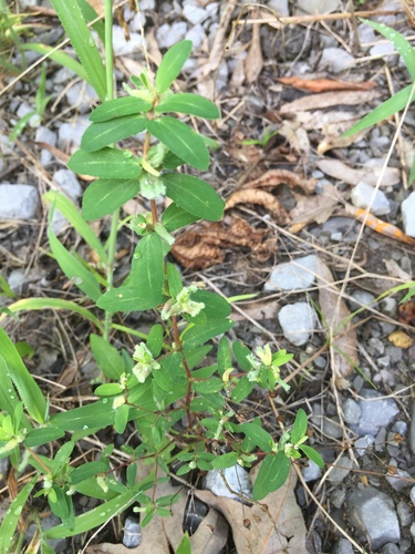 Euphorbia nutans (nodding spurge)