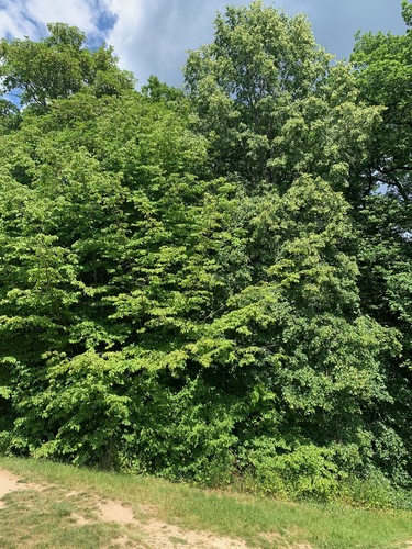 Parrotia persica (Persian parrotia, ironwood) (alternate view 10)