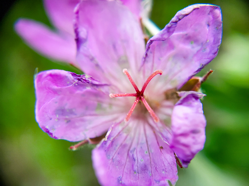 Geranium viscosissimum (sticky geranium) (alternate view 3)