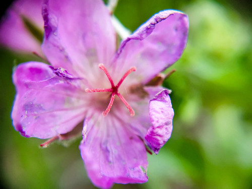 Geranium viscosissimum (sticky geranium) (alternate view 4)