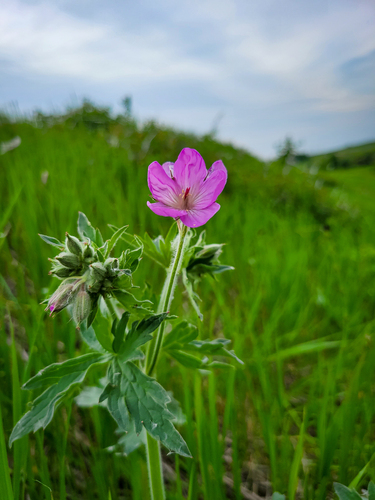Geranium viscosissimum (sticky geranium) (alternate view 5)