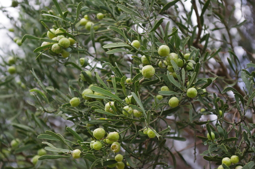 Citrus (citrus)