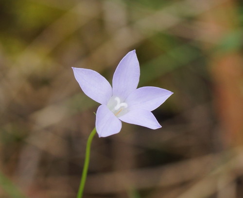 Wahlenbergia stricta (Australian bluebell) (alternate view 3)