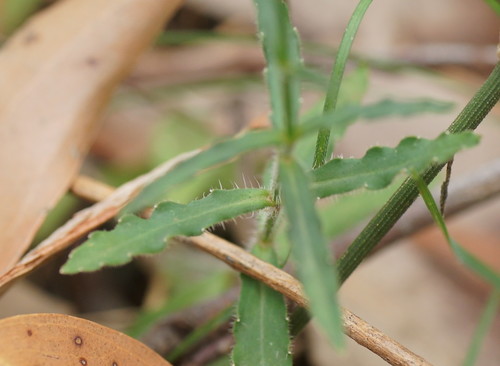 Wahlenbergia stricta (Australian bluebell) (alternate view 4)