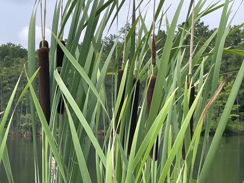 Typha × glauca (hybrid cattail) (alternate view 7)