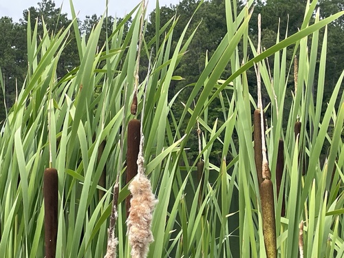 Typha × glauca (hybrid cattail) (alternate view 8)