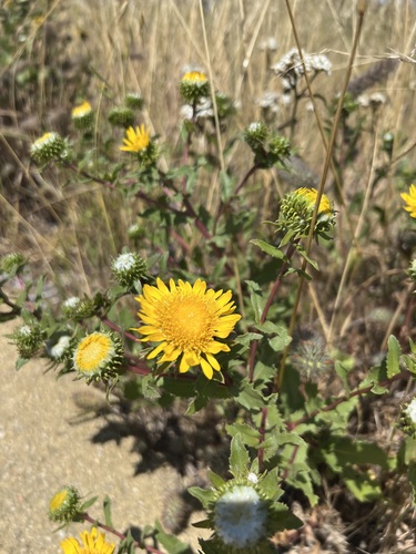 Grindelia stricta (Oregon Gumplant)