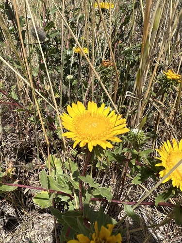 Grindelia stricta (Oregon Gumplant) (alternate view 2)