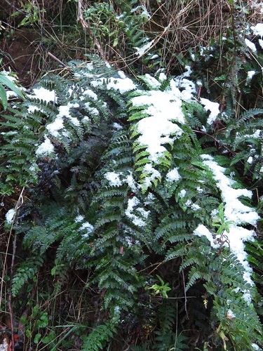 Polystichum proliferum (mother shield-fern) (alternate view 6)