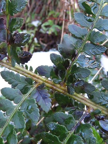 Polystichum proliferum (mother shield-fern) (alternate view 7)