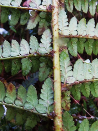 Polystichum proliferum (mother shield-fern) (alternate view 8)