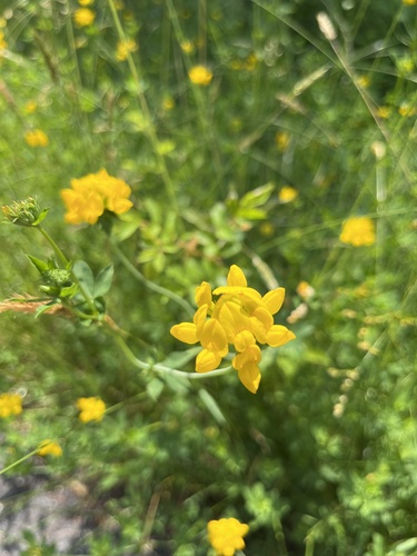 Lotus pedunculatus (big bird's-foot trefoil) (alternate view 4)
