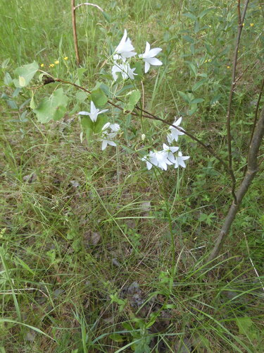 Campanula patula (Spreading Bellflower)