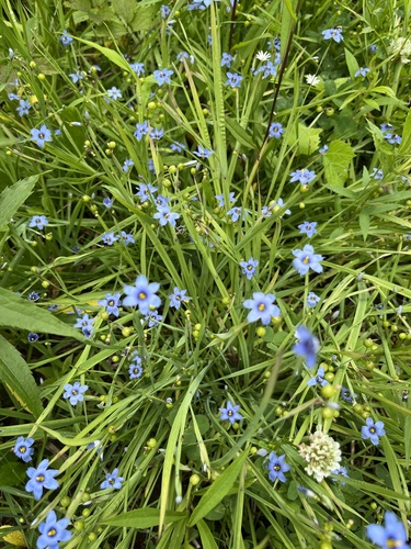 Sisyrinchium angustifolium (Blue-Eyed Grass)