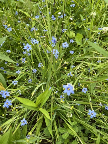Sisyrinchium angustifolium (Blue-Eyed Grass)