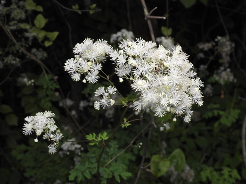 Thalictrum pubescens (tall meadow-rue) (alternate view 6)