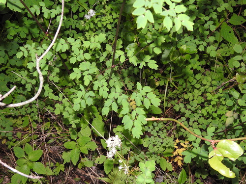 Thalictrum pubescens (tall meadow-rue) (alternate view 7)
