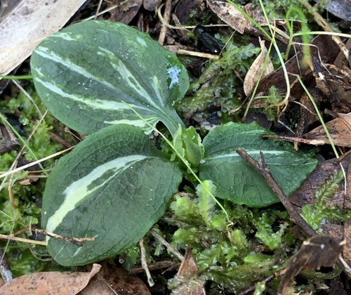 Pterostylis nutans (Nodding Greenhood) (alternate view 10)